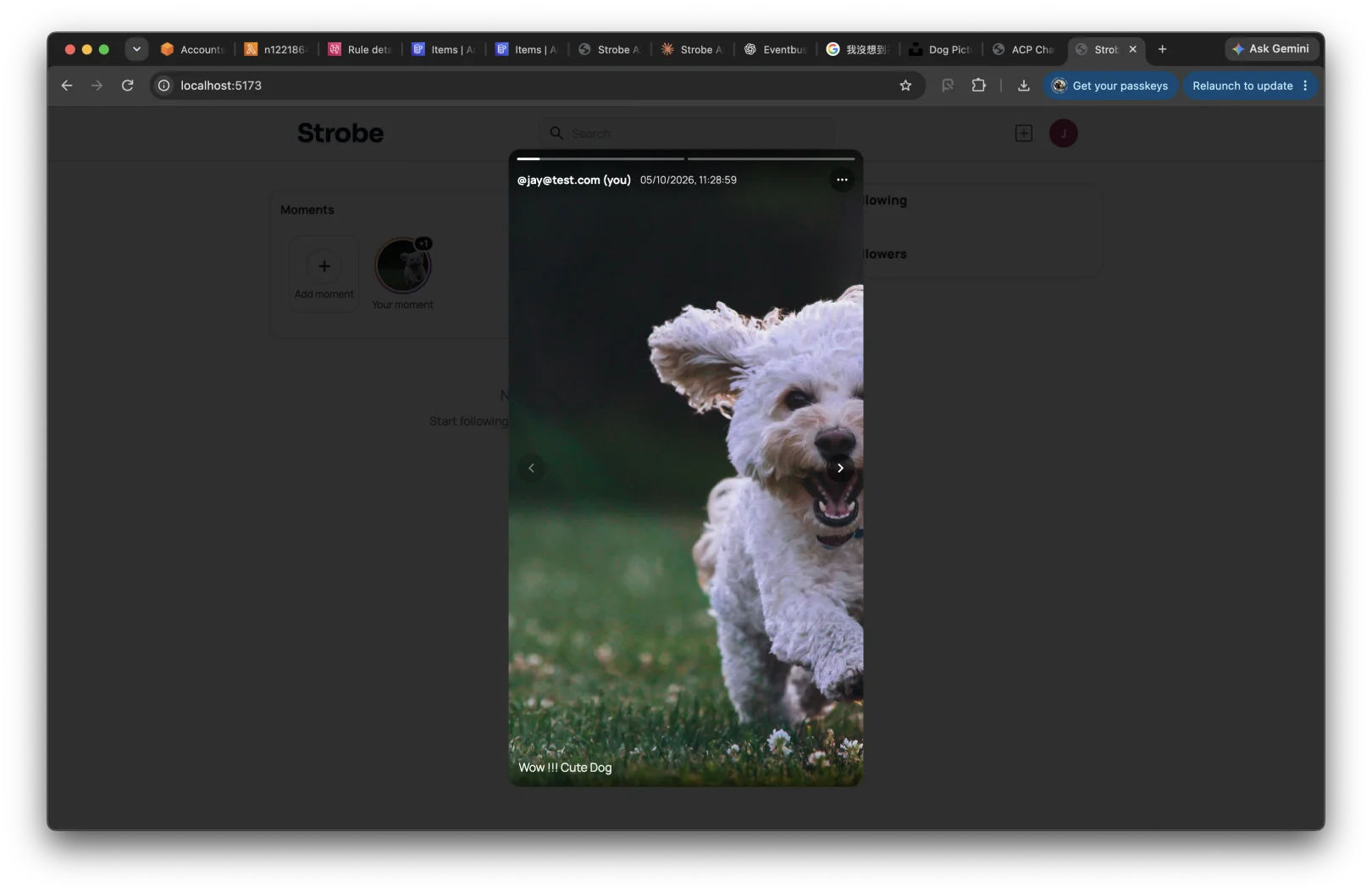 Strobe showing the newly created moment with a dog photo